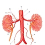 aorta  test